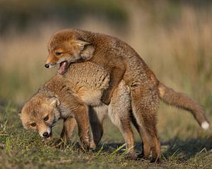 Twee jonge vossen aan het spelen van Patrick van Bakkum