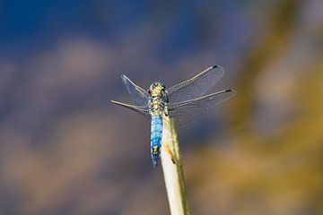 bank dragonfly by Pascal Mairesse