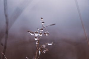 Herbsttropfen