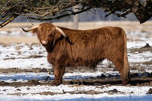 Highlander écossais sur Koos de Vries