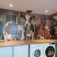 Klantfoto: Koeien in oude koeienstal van Inge Jansen, als behang