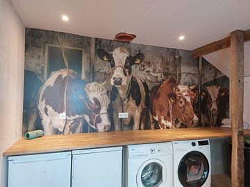 Customer photo: Dutch cows in an old barn