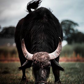 Angry buffalo by Bas Leroy