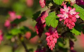 ribes von Eugene Lentjes