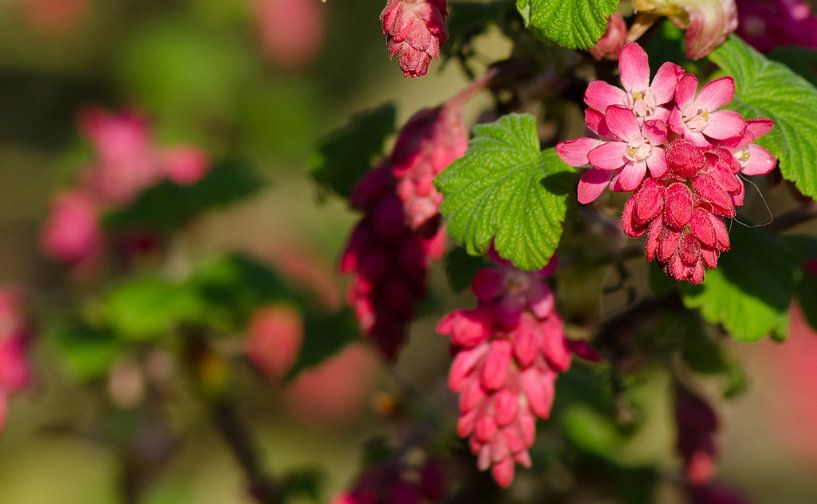 ribes van Eugene Lentjes