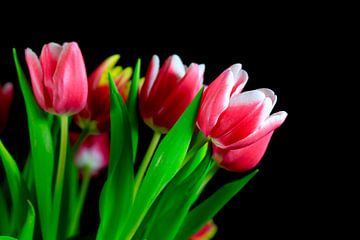Schilderachtige tulpenbloesem