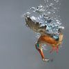 Eisvogel - Gewinner des National Geographic! Eisvogelweibchen in Aktion, unter Wasser tauchend (bis von Dirk-Jan Steehouwer