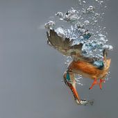 Tierfotografie