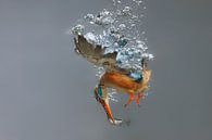 Eisvogel - Gewinner des National Geographic! Eisvogelweibchen in Aktion, unter Wasser tauchend (bis  von Dirk-Jan Steehouwer Miniaturansicht