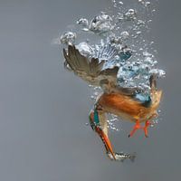 Animal photography