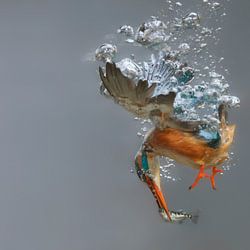 Tierfotografie