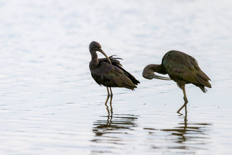 Ibis noirs  par hansnatuurfotografie