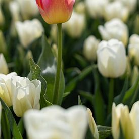 Pink yellow tulip in a field of white tulips by Elly Damen