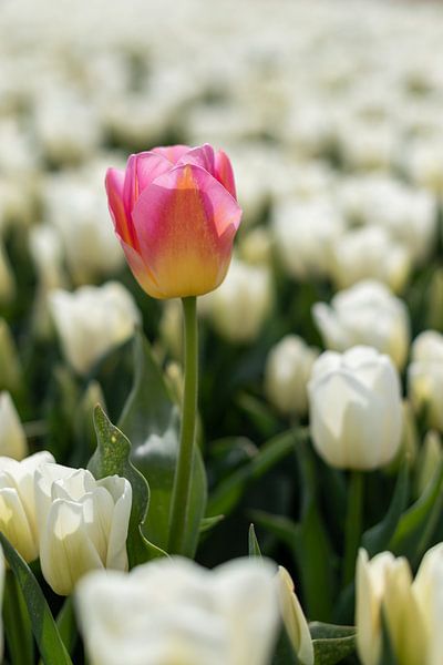 Pink yellow tulip in a field of white tulips by Elly Damen