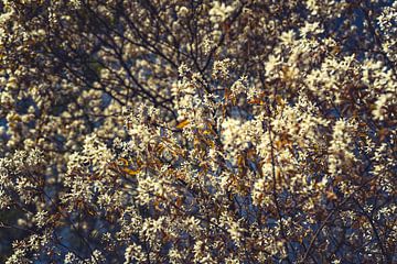 Blossom power: Eine Expedition ins Frühjahrsweiß 07 von FotoDennis.com | Werk op de Muur