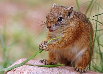 Squirrel - Africa wildlife by W. Woyke
