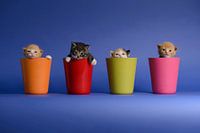 Kittens Katten Poezen