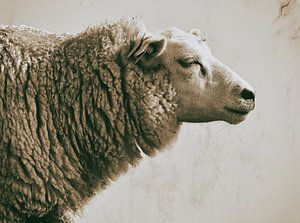 Portrait d'un mouton