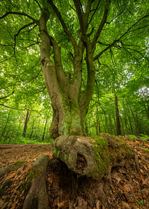 Hohe Mark, Nordrhein-Westfalen, Deutschland
