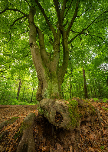 Hohe Mark, Noordrijn-Westfalen, Duitsland