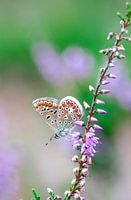 Farbenfrohe Natur - Naturfotografie 4