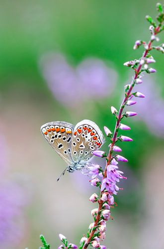 Colourful Nature - Natuurfotografie 4