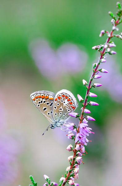 Colourful Nature - Nature photography 4 by Shanna van Mens Fotografie