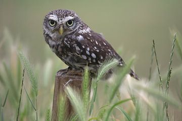 Steenuil (Athene noctua) van Ronald Pol