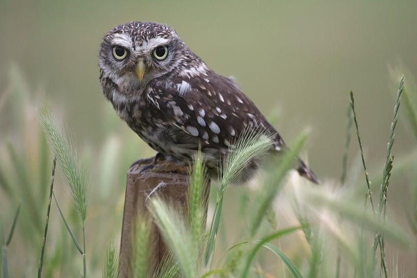 Little Owl (Athene noctua) by Ronald Pol