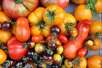 Stilleven met tomaten