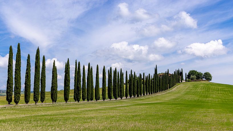 Row of cypress trees in Tuscany, Italy by Adelheid Smitt