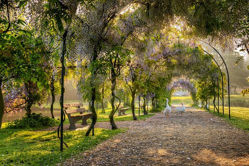 Le couple nuptial de l'oie