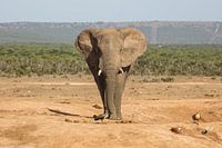 Afrikaanse olifant op weg naar een drinkpoel.
