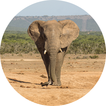 Afrikaanse olifant op weg naar een drinkpoel. van Ron Poot