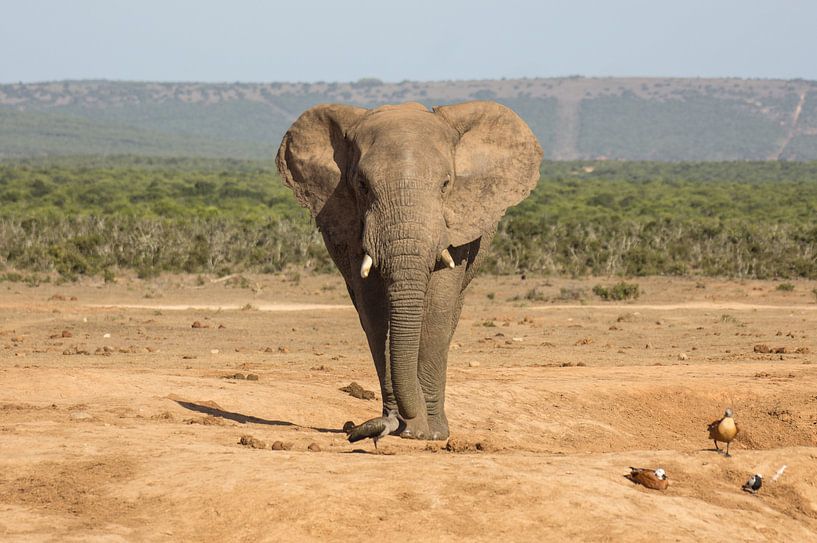 Afrikaanse olifant op weg naar een drinkpoel. van Ron Poot