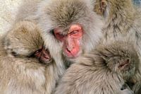 Une famille de macaques endormie au Japon