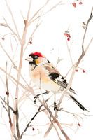 Aquarel goudvink