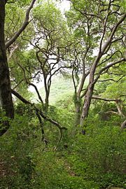The national park Shete Boka on Curacao. by rene marcel originals