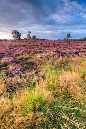 Bloeiende heideplanten in heidelandschap tijdens zonsopgang