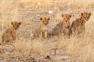 Quatre lionceaux d'affilée en Namibie