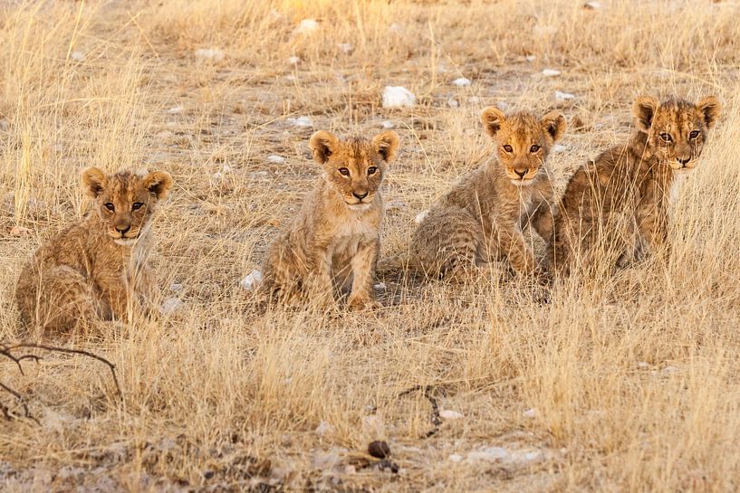 Quatre lionceaux d'affilée en Namibie par Simone Janssen