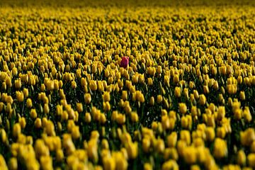 Een rode tulp boven een veld gele tulpen van Gerard de Zwaan