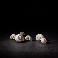 Stilleven, Sweet Petit schelpen