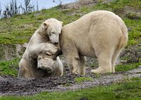 le confort entre les ours polaires