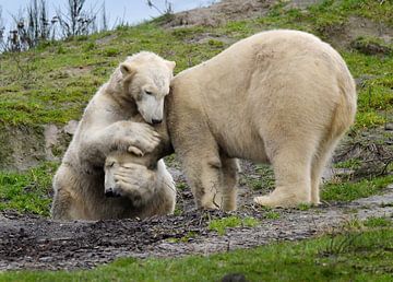 Polar bears lovingly comfort each other as friends. by Riekus Reinders