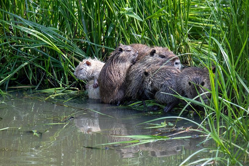 Nutria family on the river bank by t.ART