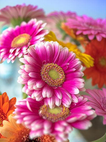 Glorious Gerberas by Pieter van Roijen