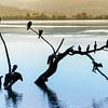 Drying feathers after dinner by Christa Krus