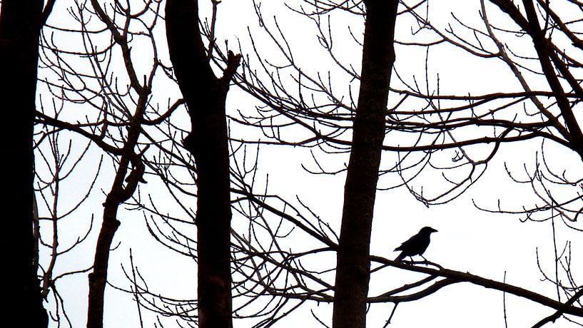 Corax Takkenwachter by Viktor  Tovenaar