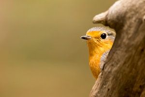 Red Breast
